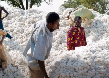 Campagne de commercialisation du coton graine 2020-2021. Objectif : 675.000 tonnes pour L&rsquo;AIC