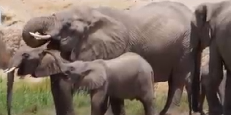 La Namibie, frappée de sécheresse, met en vente 170 éléphants