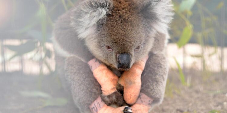 Incendies en Australie: plus de 60.000 koalas touchés lors des la dernière saison de feux de brousse en Australie