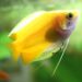 Comment fonctionnent les branchies des poissons ?