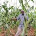 Programme national de développement agricole : Une étude de faisabilité économique et financière en vue