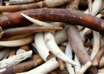 Trafic d’ivoire au Bénin : Environ 900 kg de défenses d’éléphant