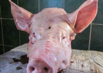 Décourager les djihadistes et les mettre en déroute : LE BÉNIN VIENT D&rsquo;INVENTER LA SOLUTION DE LA TETE DU PORC