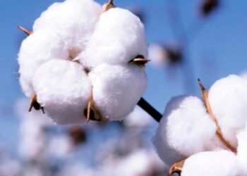 Campagne cotonnière 2022-2023 : Les prix d’achat de coton-graine homologués
