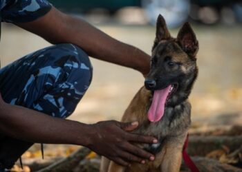 Bénin : L’abattage immédiat de cette catégorie d’animaux autorisé dans le Zou (les détails)