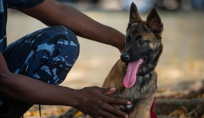 Bénin : L’abattage immédiat de cette catégorie d’animaux autorisé dans le Zou (les détails)