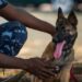 Bénin : L’abattage immédiat de cette catégorie d’animaux autorisé dans le Zou (les détails)