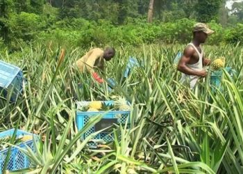 Bénin : Les producteurs d’ananas de ces départements invités à se faire enrôler