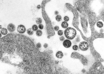 Bénin : Des cas du virus Lassa enregistrés à Parakou