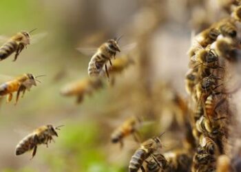 Bénin : Des abeilles envahissent une maison à Djougou