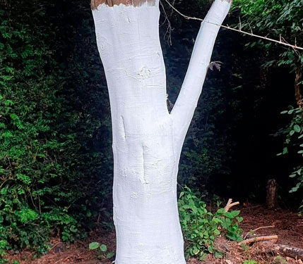 BÉNIN : Les peintures sur les bordures des trottoirs et les troncs d&rsquo;arbres à l&rsquo;approche des fêtes proscrites par Patrice Talon