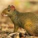 Bénin : La viande d’agouti conduit un jeune en prison (Les faits)