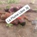 Bénin : Deux malfrats mis hors d&rsquo;état de nuire par la police à Péhunco (Les détails)