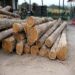 Bénin : De nouvelles mesures pour l’exportation de produits forestiers