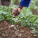 Bénin : En soutien aux producteurs le gouvernement donne les prix de cession des engrais au titre de la campagne agricole 2024-2025