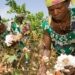 Bénin/Production de coton : Les prix de cession des insecticides, herbicides et le prix d&rsquo;achat de coton-graine au titre de la campagne agricole 2024-2025 sont connus