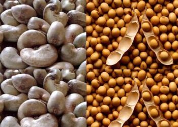 Bénin : L’entrée en vigueur de l&rsquo;interdiction de l&rsquo;exportation des noix brutes de cajou et du soja grain rappelée aux acteurs