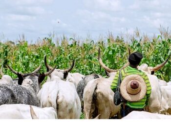 Bénin : Les pistes d’une meilleure cohabitation entre éleveurs et agriculteurs actées