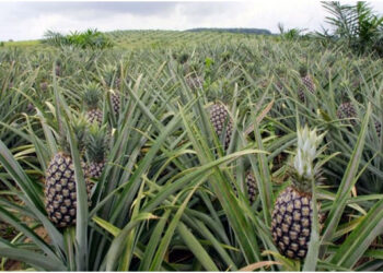 Bénin : bientôt un laboratoire de production de vitro-plants pour révolutionner la filière ananas