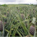 Bénin : bientôt un laboratoire de production de vitro-plants pour révolutionner la filière ananas