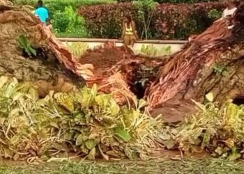Bénin : Un grand arbre de l&rsquo;histoire de Ouidah est tombé