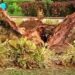 Bénin : Un grand arbre de l&rsquo;histoire de Ouidah est tombé