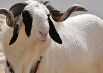 Société : Un mouton vendu à 50 millions de FCFA pour la Tabaski