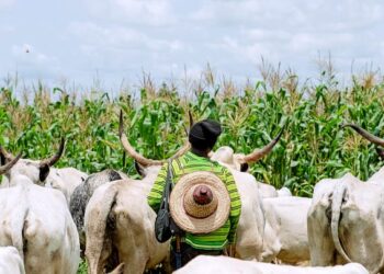 Conflits violents entre éleveurs et agriculteurs: un autre décès enregistré à Ouèssè