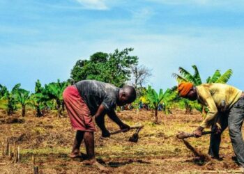 Bénin : Le gouvernement introduit une assurance agricole pour protéger les petits producteurs