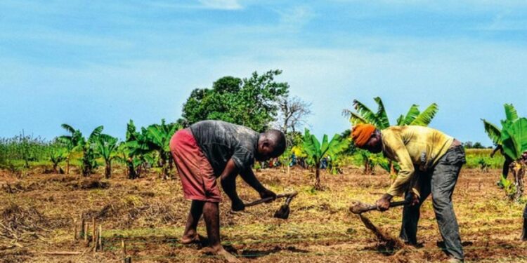 Bénin : Le gouvernement introduit une assurance agricole pour protéger les petits producteurs