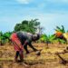 Bénin : Le gouvernement introduit une assurance agricole pour protéger les petits producteurs
