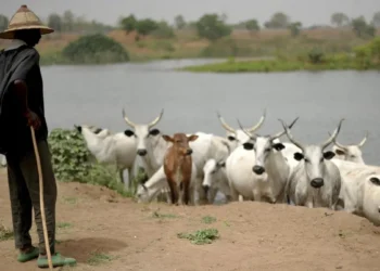 Bénin: Un autre conflit entre éleveurs et agriculteurs fait 02 morts à Matéri