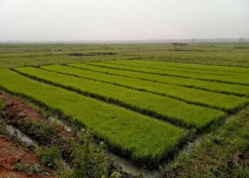 Aménagement des périmètres hydro-agricoles au Bénin : Voici les zones et les filières concernées