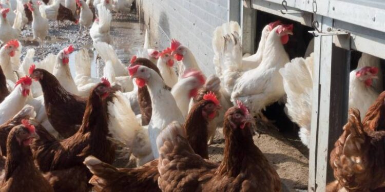 Togo : Le gouvernement prend des mesures d’urgence contre l’influenza aviaire