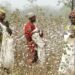Bénin/Campagne agricole 2025-2026 : Le gouvernement Talon débloque 26 milliards pour soutenir les producteurs