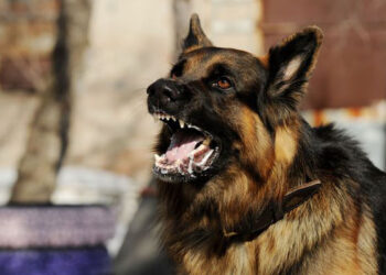 Rage canine : Le gouvernement béninois renforce la lutte face à la recrudescence des cas