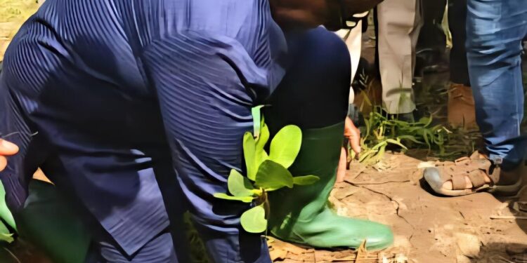 Bénin : Une stratégie ambitieuse pour booster la production d’anacarde et soutenir les producteurs