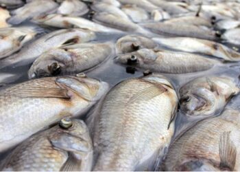 Poissons Morts à Todman : Le Gouvernement togolais appelle à la vigilance