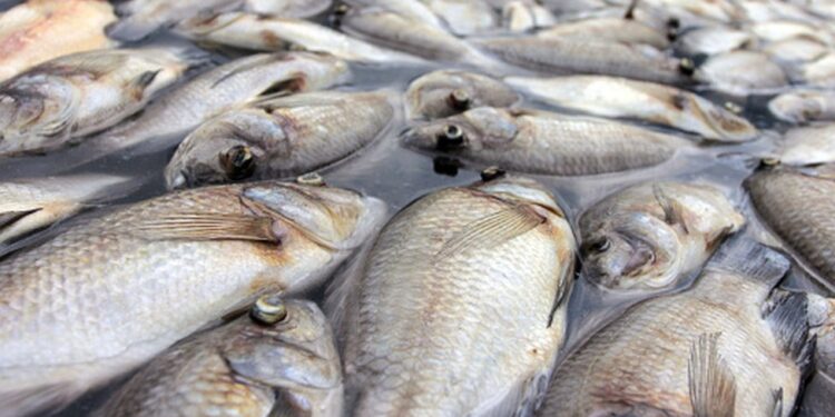 Poissons Morts à Todman : Le Gouvernement togolais appelle à la vigilance
