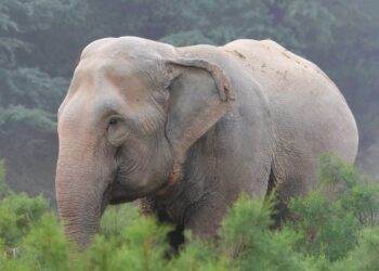 Alerte à Djougou : Trois éléphants « hors piste » créent l’émoi et des pertes agricoles