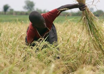 Bénin et Afrique de l’Ouest : La BAD investit 5,8 milliards FCFA pour une filière rizicole résiliente face au changement climatique