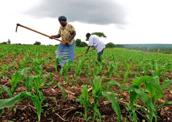 Objectif grenier de l&rsquo;Afrique de l&rsquo;Ouest : Le Bénin mise sur le FNDA