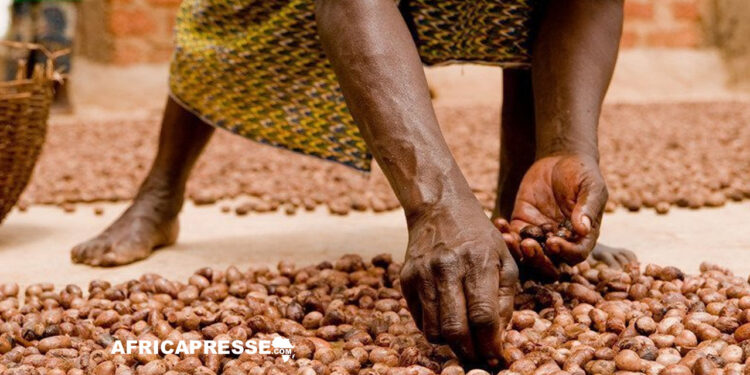 Bénin : De nouvelles conditions fixées pour la campagne de commercialisation du karité 2025-2026