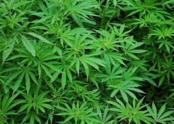 Saisie record de cannabis à Igbodja : la police républicaine démantèle une plantation géante