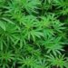 Saisie record de cannabis à Igbodja : la police républicaine démantèle une plantation géante