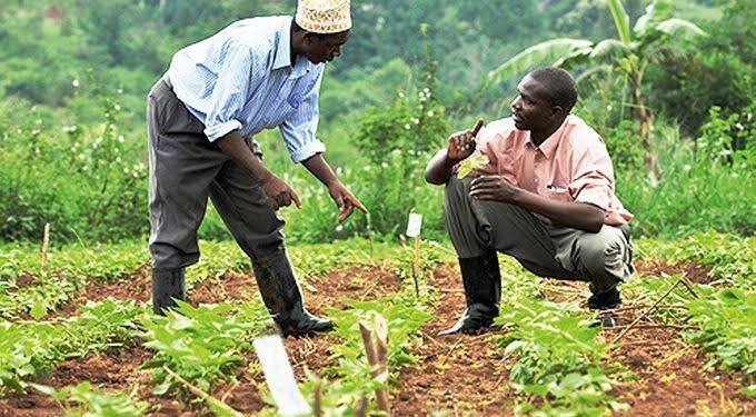 Sécurité financière pour les agriculteurs : Le Bénin adopte l’assurance agricole indicielle