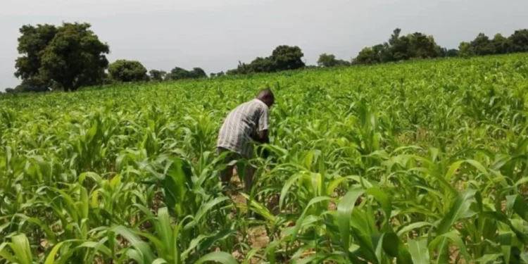 Performance Agricole : Comment le Bénin est devenu le leader agricole de l’Afrique de l’Ouest
