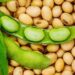 Bénin : Lancement officiel de la campagne de commercialisation du soja grain 2025-2026