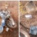 Braquage de Pingou : La moto récupérée mais les recettes ont connu un autre sort