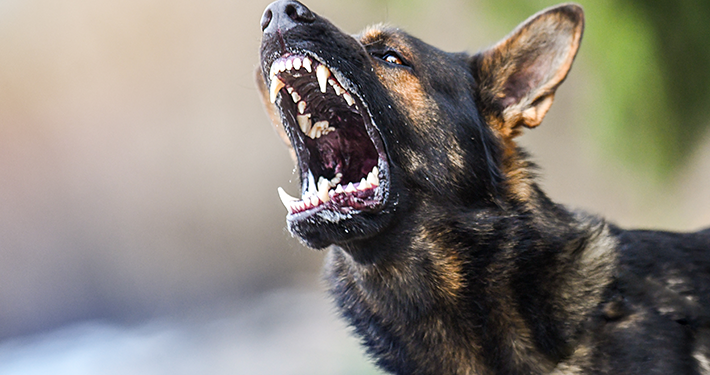 Drame à Toffo : Une collégienne succombe à une morsure de chien, l&rsquo;animal l&rsquo;avait précédée…